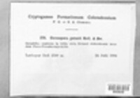 Image Associated With the Occurence